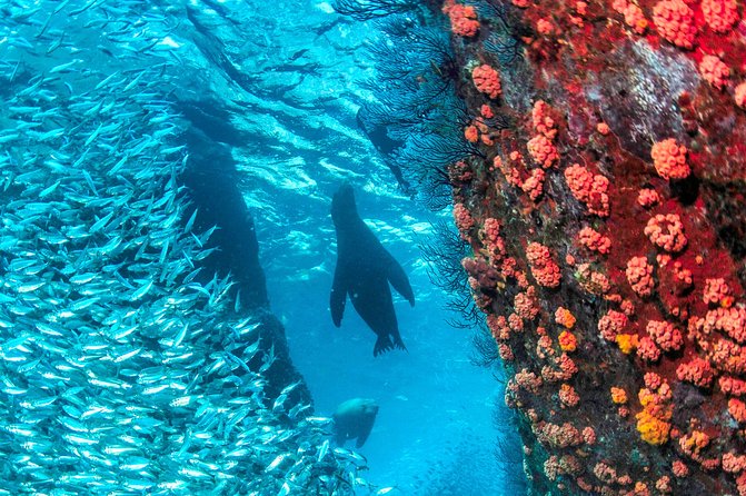 Espiritu Santo Island Snorkel & Sea Lion Adventure - Final Words