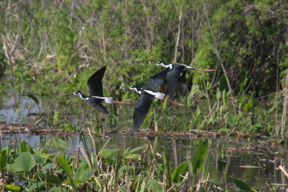 Everglades Day Safari From Sanibel, Fort Myers & Naples - Positive Traveler Experiences