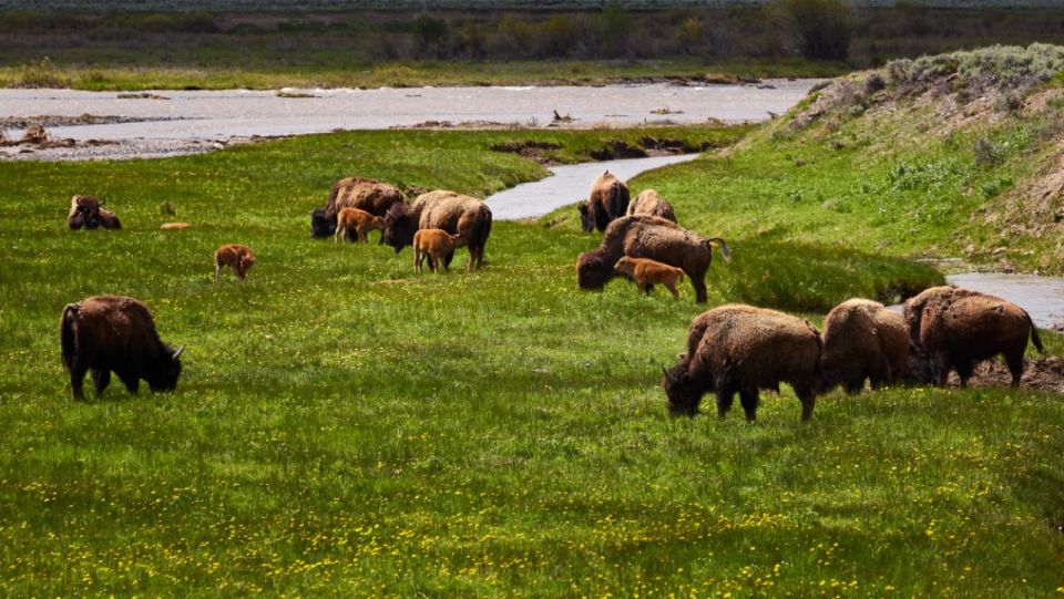 From Jackson: Half-Day Grand Teton National Park Tour - Transportation and Safety