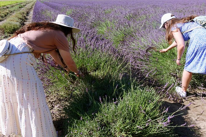 Guided Tour of Lavender Distillery Between Provence & Camargue - Common questions