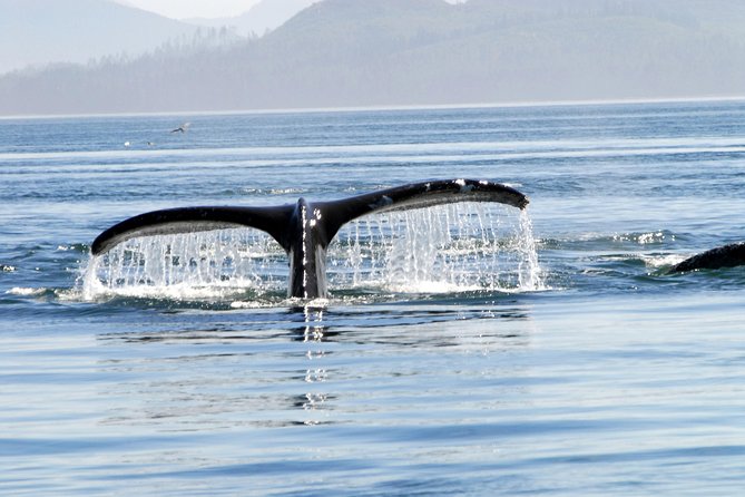 Juneaus Premier Whale Watching - Booking Support and Company Information