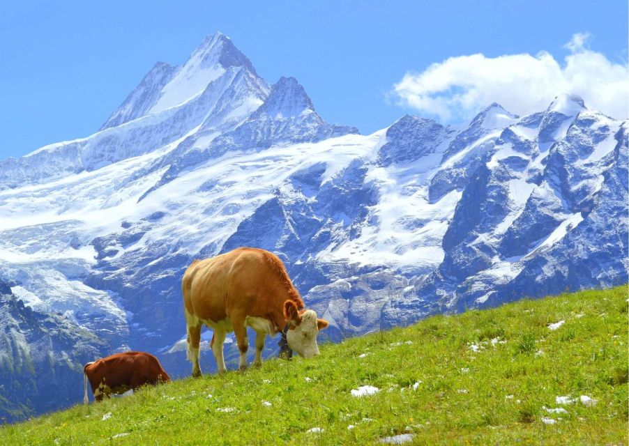 Lucerne: Experience Swiss Countryside on Private Tour by Car - Common questions