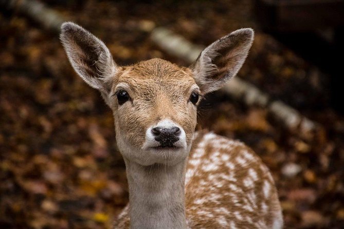 Private Day Tour to Wildlife Parc Omega and Montebello Lodge From Montreal - Common questions