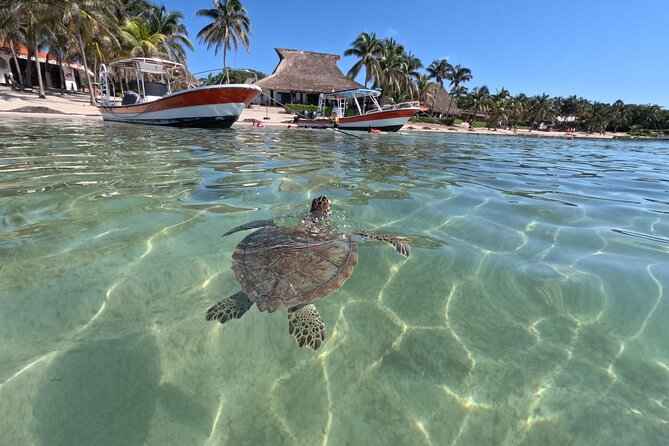 Private Snorkeling With Sea Turtles in Akumal Beach - Recommendations and Final Words