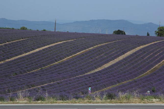 Provence Lavender Fields Tour From Aix-En-Provence - Additional Information