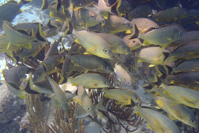 Small-Group Mesoamerican Barrier Reef Snorkeling in Puerto Morelos - Final Words