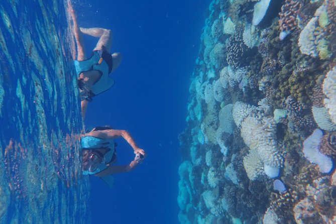 Small-Group Morning Snorkeling Tour to See Turtles  - Tahiti - Contact and Additional Information