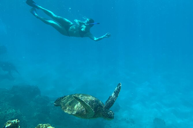 Turtle Town Snorkel With Photo and Video - Value for Money and Final Words