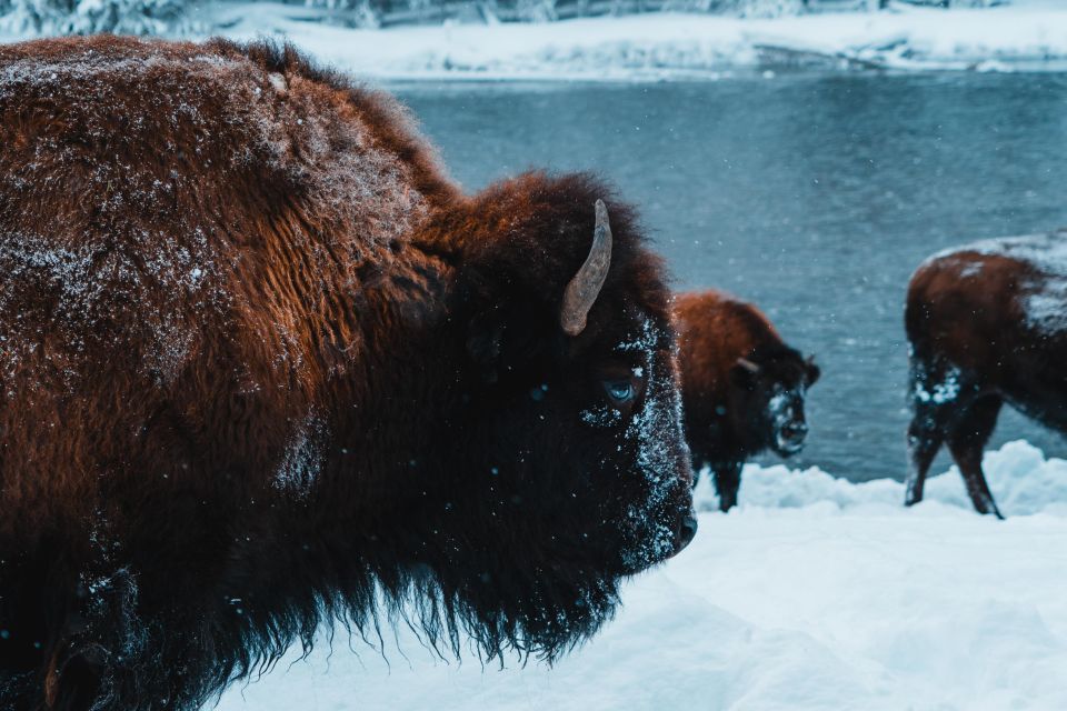 9-Day Winter Yellowstone Tour With Southern Utah and Arizona - Key Points