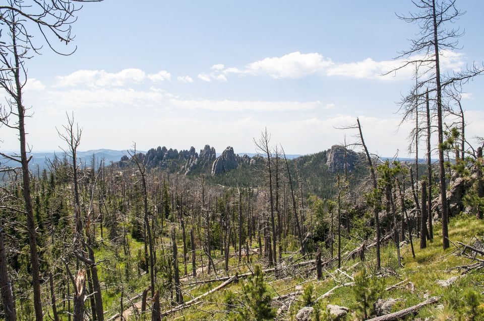 From Rapid City: Custer State Park Private Safari and Hiking - Wildlife Observation and Interaction