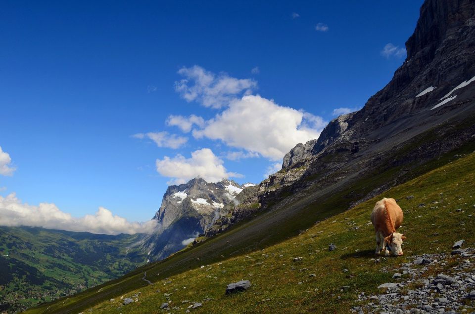 Grindelwald: Guided 7 Hour Hike - Common questions
