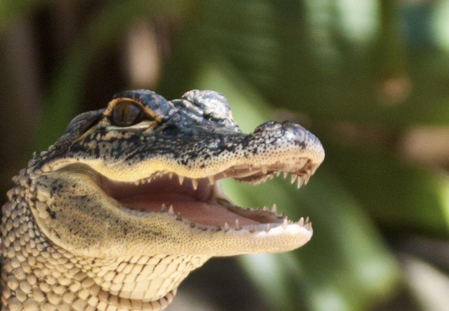 Sawgrass Park: Private 1-Hour Airboat Adventure Tour - Common questions