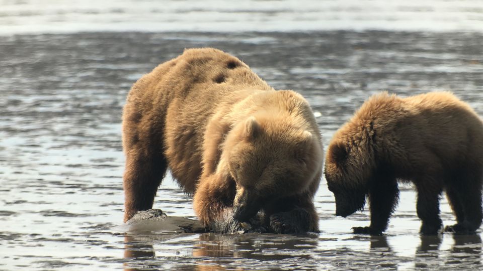 Alaska 9 Day Ocean Wildlife to Interior Wilderness Adventure - Key Points