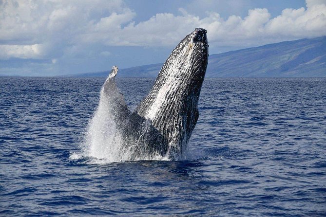 Alii VIP Whale Tour - Key Points