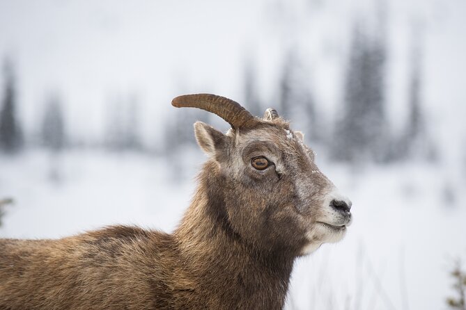 Banff: Best of Banff National Park - Nature Walk 2hrs - Key Points