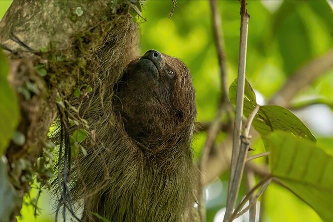 Bijagua De Upala 1-Hour Sloth-Spotting Rainforest Walking Tour  - La Fortuna - Key Points