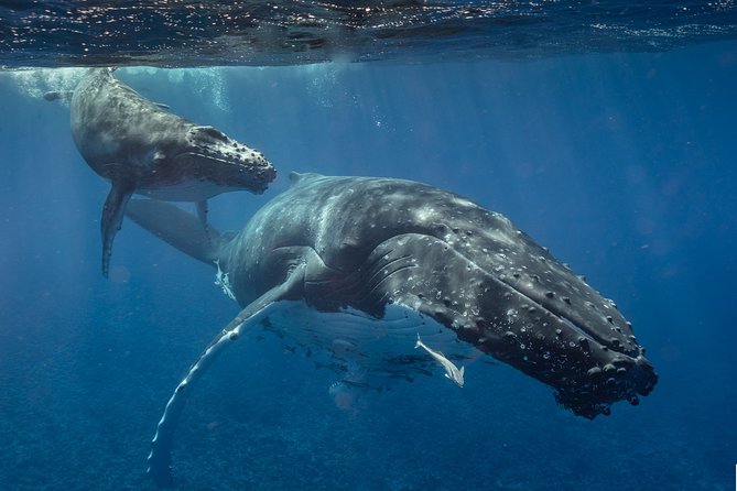Bora Bora Whale Watching - Key Points