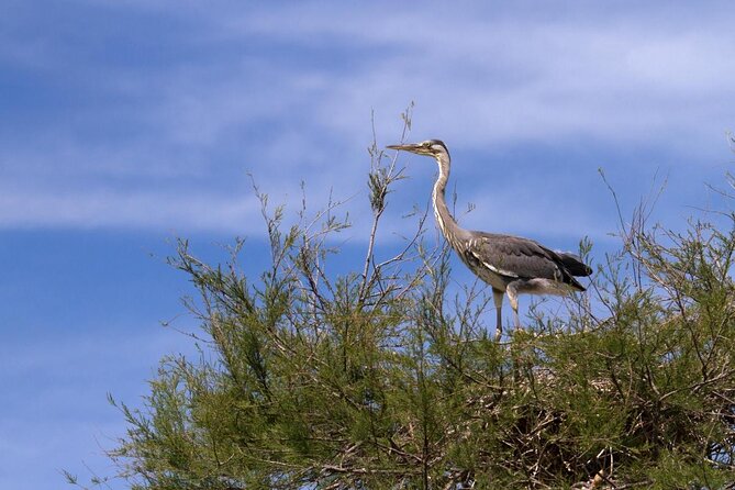 Camargue Small-Group Day Trip From Avignon - Key Points