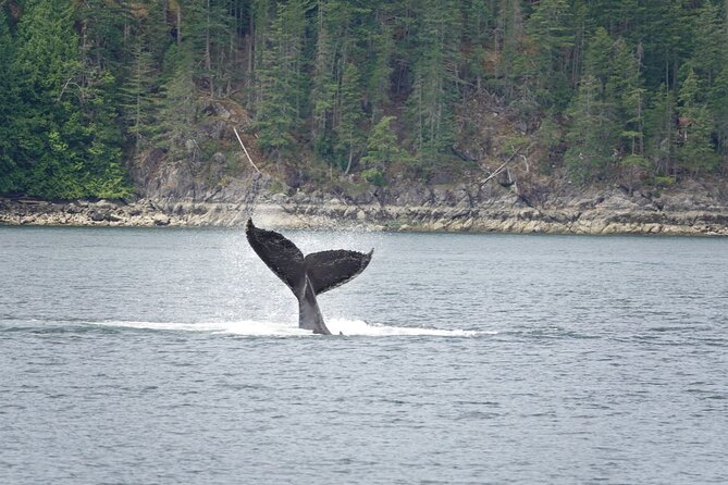 Campbell River Full Day Whale Watching and Kayaking Tour  - Vancouver Island - Itinerary Details