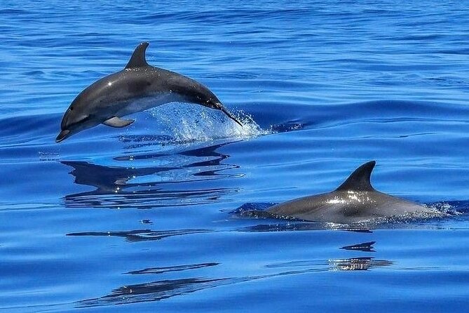 Dolphin Shelling Snorkeling Cruise in Tampa - Key Points