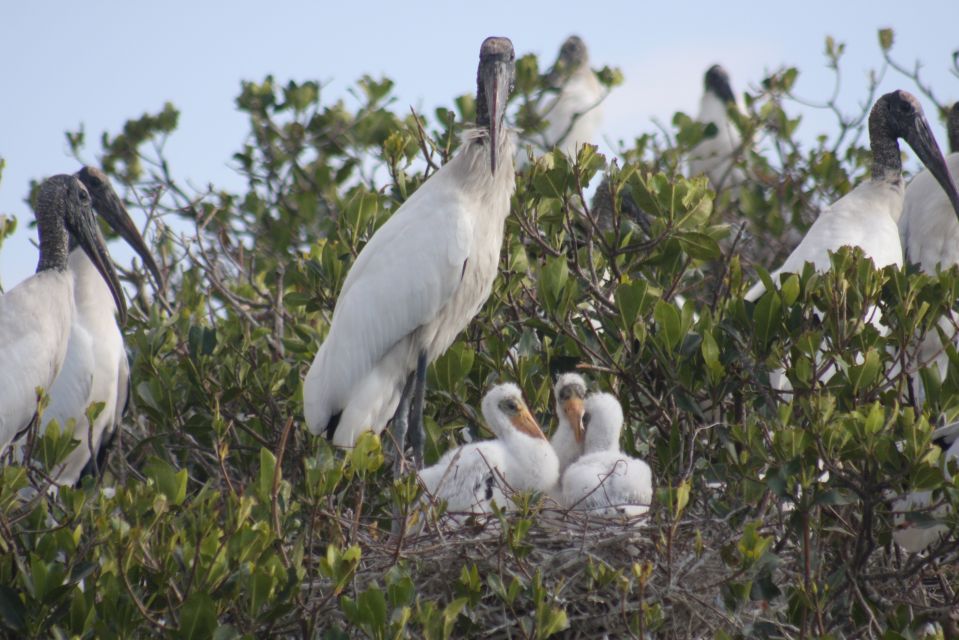 Everglades Day Safari From Sanibel, Fort Myers & Naples - Key Points