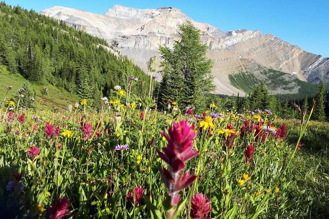 Exclusive Skoki Backcountry Guided Hiking in Lake Louise With Van Shuttle - Key Points