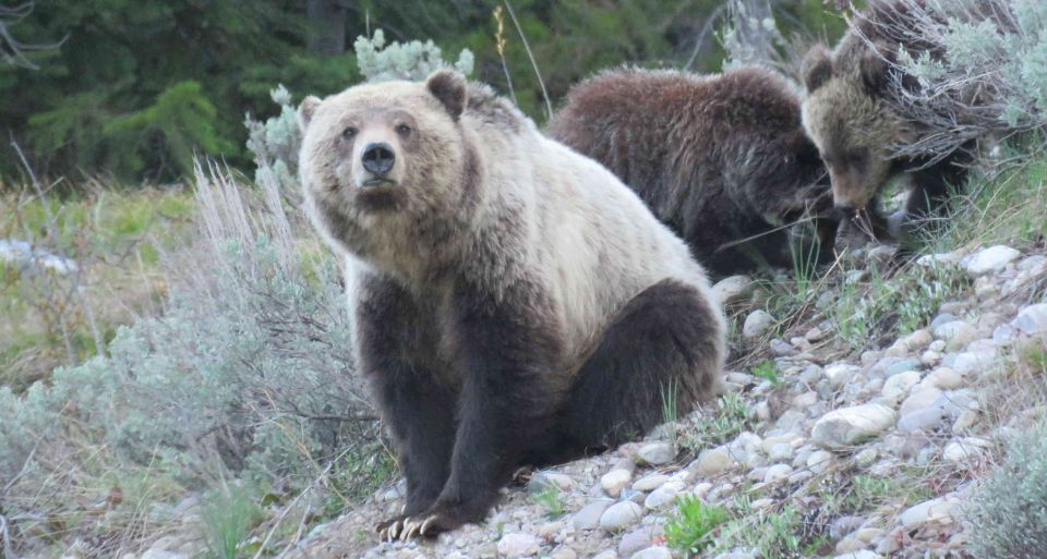 From Jackson: Yellowstone Day Tour Including Entrance Fee - Key Points