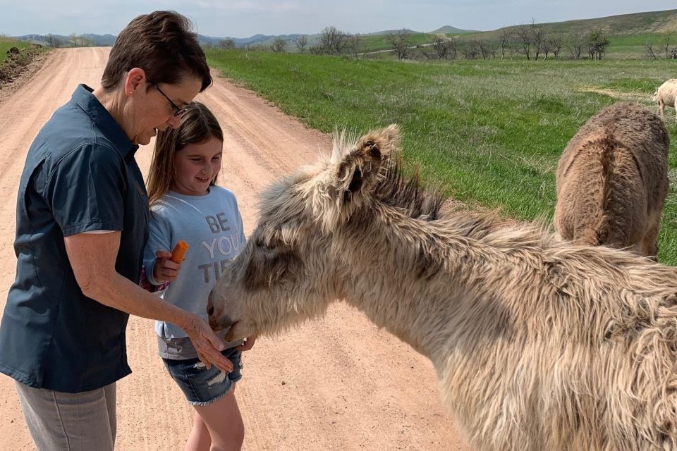 From Rapid City: Custer State Park Private Safari and Hiking - Key Points