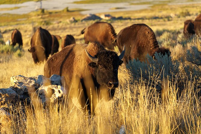 Great Salt Lake Wildlife and Sunset Experience - Key Points