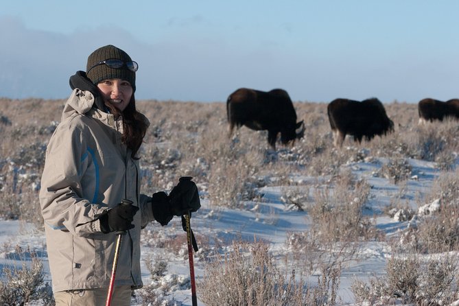 Half Day Grand Teton Wildlife Safari Tour - Key Points