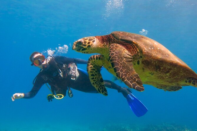 Intro to Scuba Diving in Kaanapali - Key Points