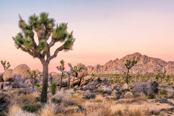 Joshua Tree National Park Self-Driving Audio Tour - Key Points