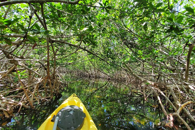 Kayaking Tour of Mangrove Maze in Key West  - Key Largo - Key Points