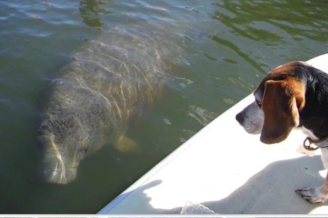 Lovers Key Guided Eco Tour-Mangrove Estuary - Key Points