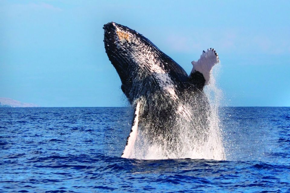 Maalaea: Small Group 2-Hour Whale Watch Experience - Key Points