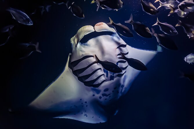 Manta Ray Night Snorkel & Sunset Cruise, Kona, Big Island Hawaii - Key Points