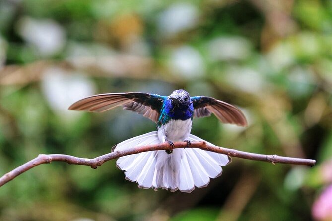 Mindo Cloud Forest Tour: Chocolate, Coffee, Birds & Nature - Logistics and Additional Information