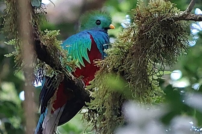 Monteverde Cloud Forest Tour - Tour Inclusions