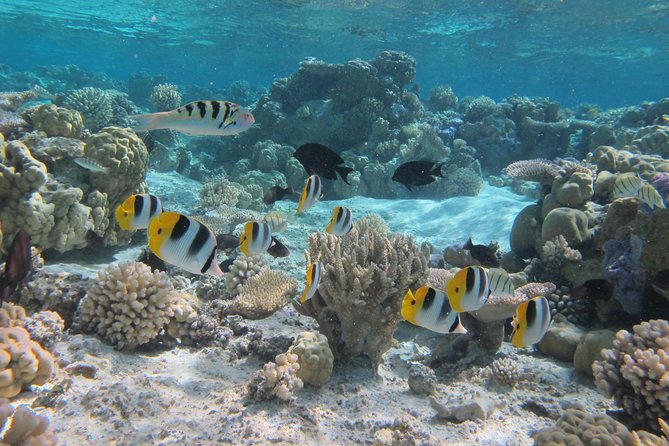 Morning Snorkeling Shared Boat Tour in Bora Bora - Key Points