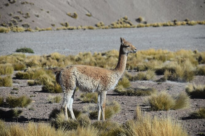 Multi-Day Tour in San Pedro De Atacama With Pickup - Tour Itinerary Overview