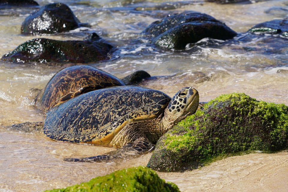 Oahu: North Shore Waterfall Swim - Key Points