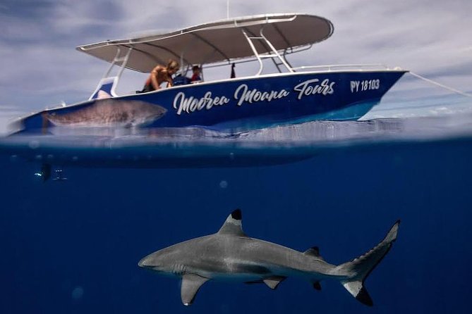 Ocean Wildlife Expedition; Swim With Whales, Sharks, & Rays Half-Day Boat Tour - Key Points
