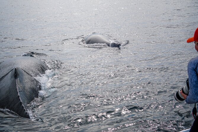 Private VIP Whale & Dolphin Watching Tour With Capt. Nick in Newport Beach - Key Points