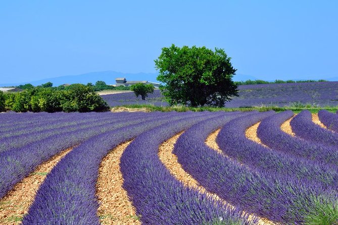 Provence Lavender Fields Tour in Valensole From Marseille - Key Points