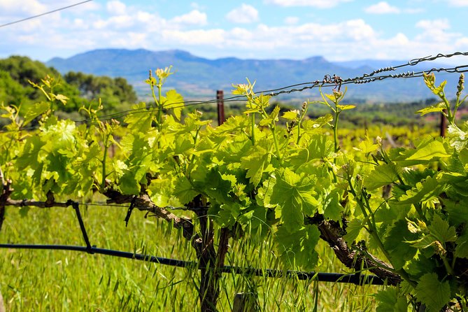 Provence - Mont Sainte Victoire in Search of Cézanne Private Wine Tour - Key Points