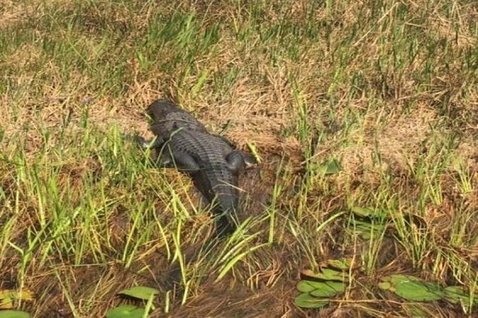 Semi-Private 1-Hour Airboat Tour of Miami Everglades - Key Points