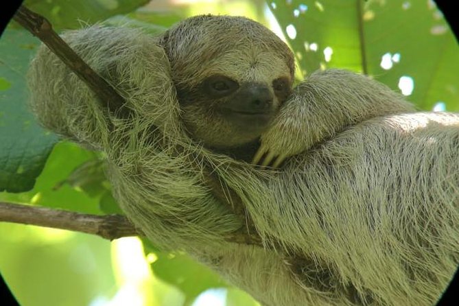 Sloths Observation and Coffee, Chocolate, Sugarcane Experience - Key Points