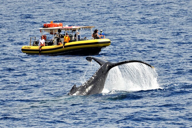 Small Group 2 Hour Whale Watch From Raft (Mala, Lahaina) - Key Points