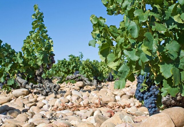 Small Group Marseille Shore Excursion : Avignon & Chateauneuf Du Pape Wine Tour - Key Points