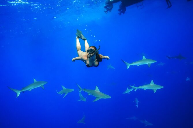 Snorkel and Dive With Sharks in Hawaii With One Ocean Diving - Key Points